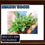 Jual rumput gajah mini murah bergaransi - Berkaht aman