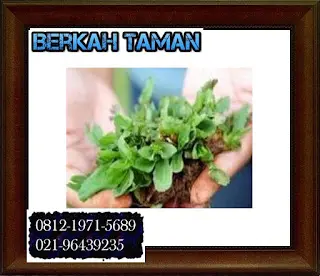 Perbedaan Rumput Gajah Mini dan Rumput Swiss