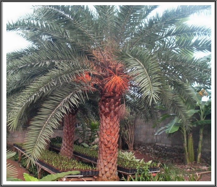 Tukang taman Profesional - pusat penjualan tanaman hias berkah taman group