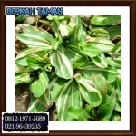 rumput gajah mini varigata