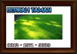 Pusat Penjualan dan Jasa Penanaman Rumput Swiss