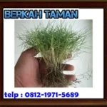 RUMPUT SWISS - berkah taman