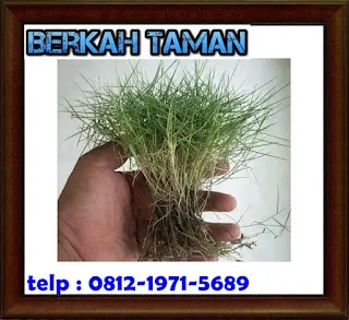 Rumput Swiss - Berkah Taman Group