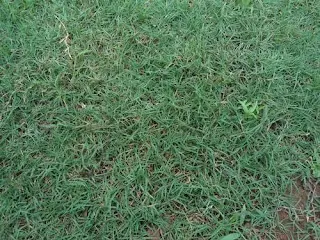 Rumput Golf Terbaik untuk Taman - Berkah Taman Group