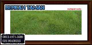 Rumput Swiss Berkah Taman Group