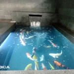 tukang kolam koi cibinong bogor