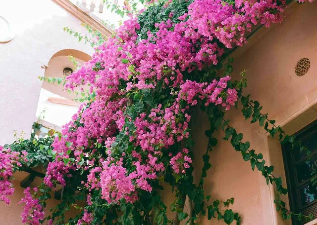 5 Jenis Tanaman Rambat untuk Taman dan Pergola-Air Mata Pengantin rambat cantik di taman