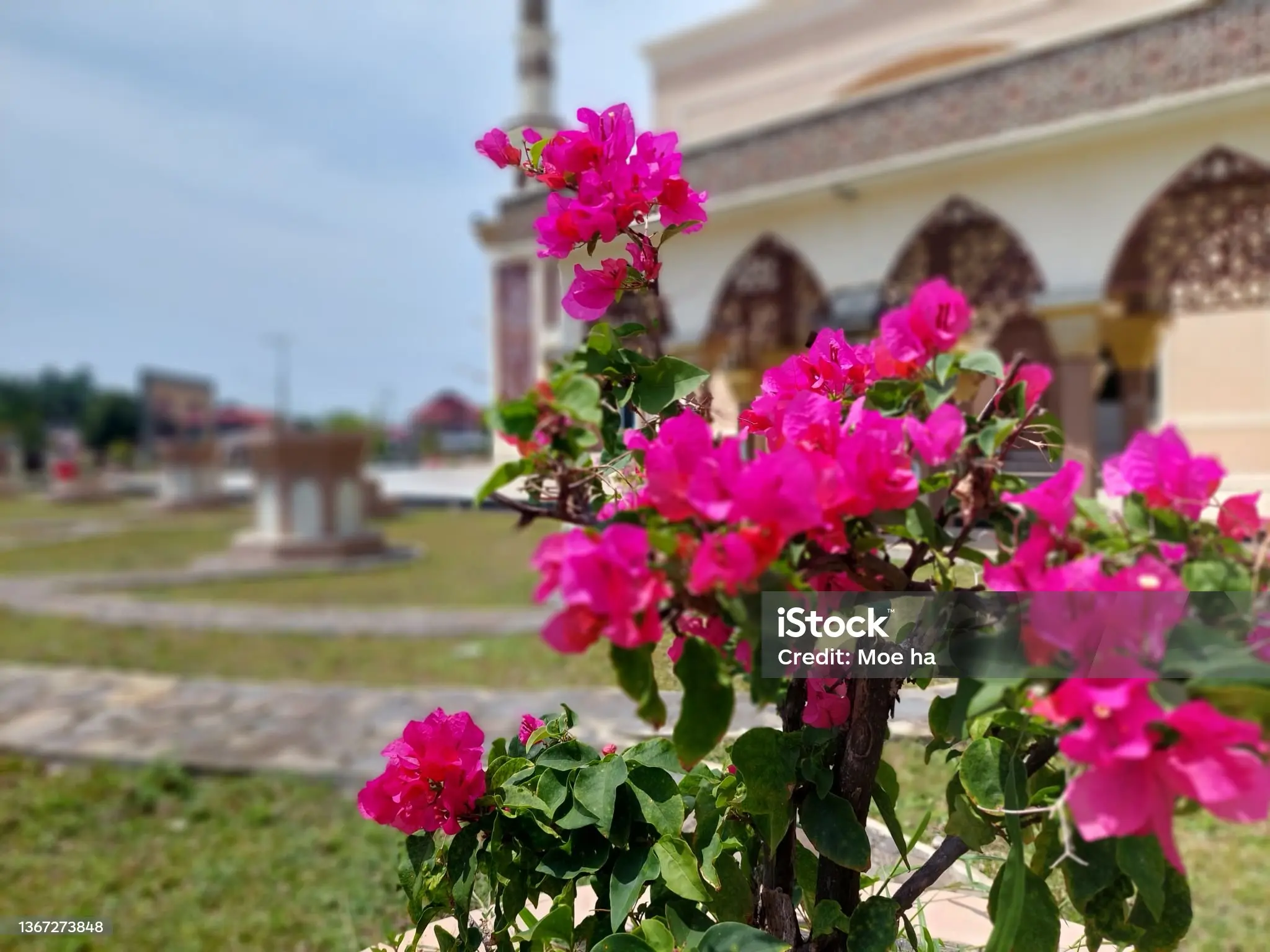 Bougainvillea rambat warna cerah di pergola