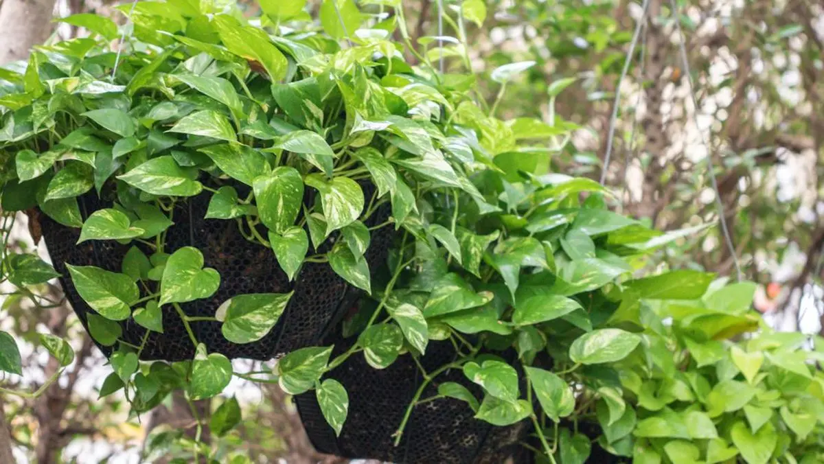 Sirih Gading merambat di pergola kayu