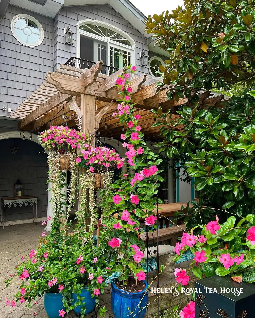 5 Jenis Tanaman Rambat untuk Taman dan Pergola-Mandevilla merambat di pergola kayu