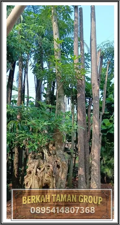 Jual dan Jasa Tanam Pohon Pule untuk Taman Rumah dan Landscape Profesional