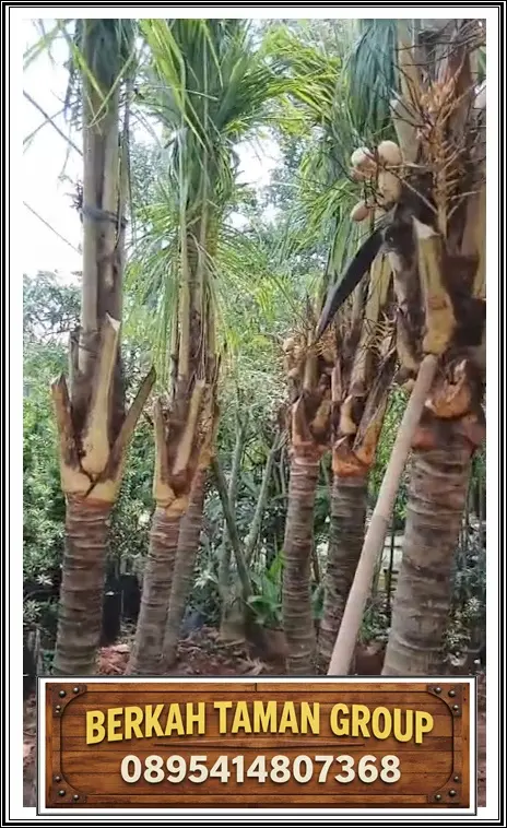 Jual Pohon Kelapa Kuning untuk Taman Villa dan Landscape