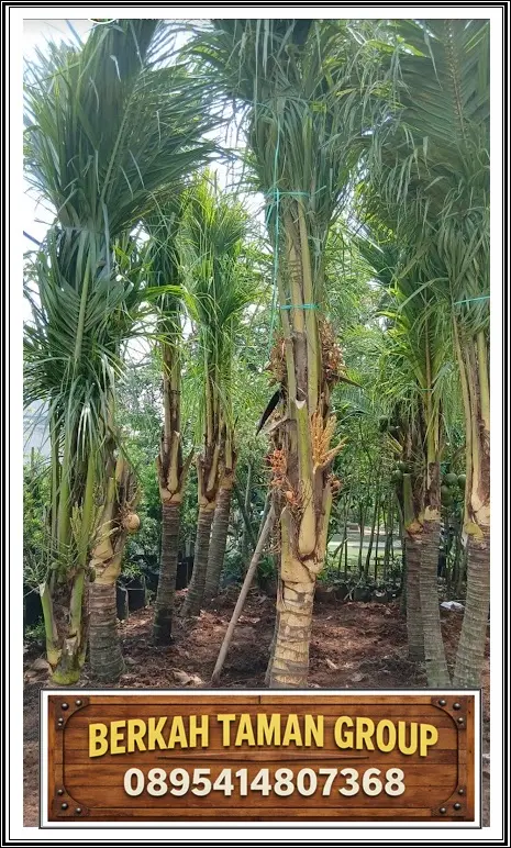 Jual Pohon Kelapa Gading Kuning Siap Tanam Berkah Taman Group