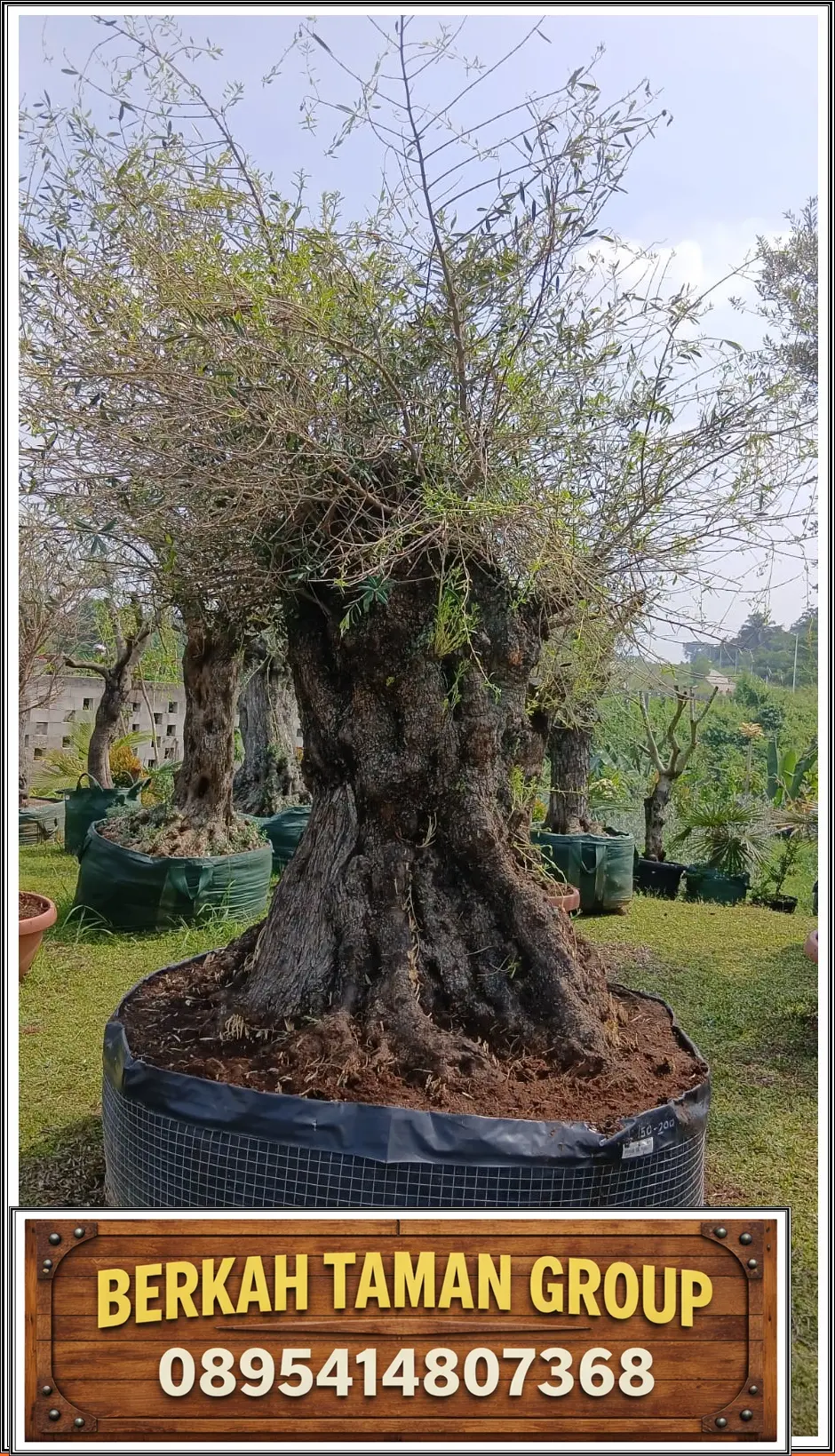 Pohon Zaitun siap tanam di Indonesia