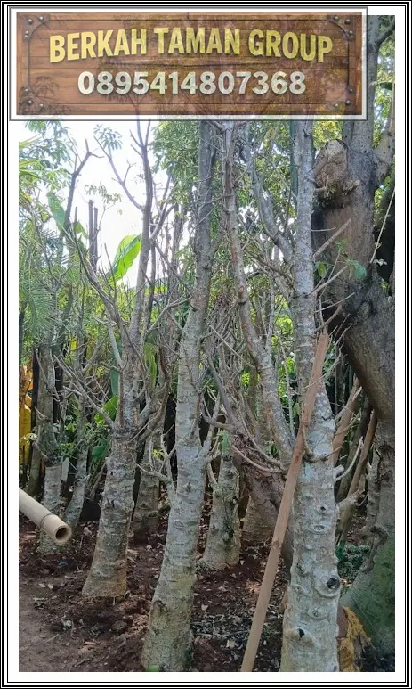 Jual Pohon Baobab Siap Tanam untuk Taman, Villa, Hotel, dan Landscape