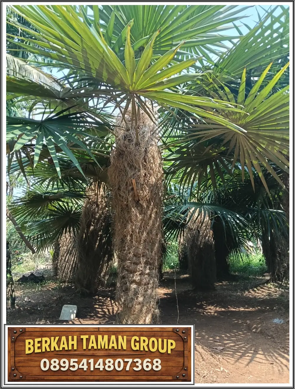 Jual Palem Jenggot Berkualitas Berkah Taman Group
