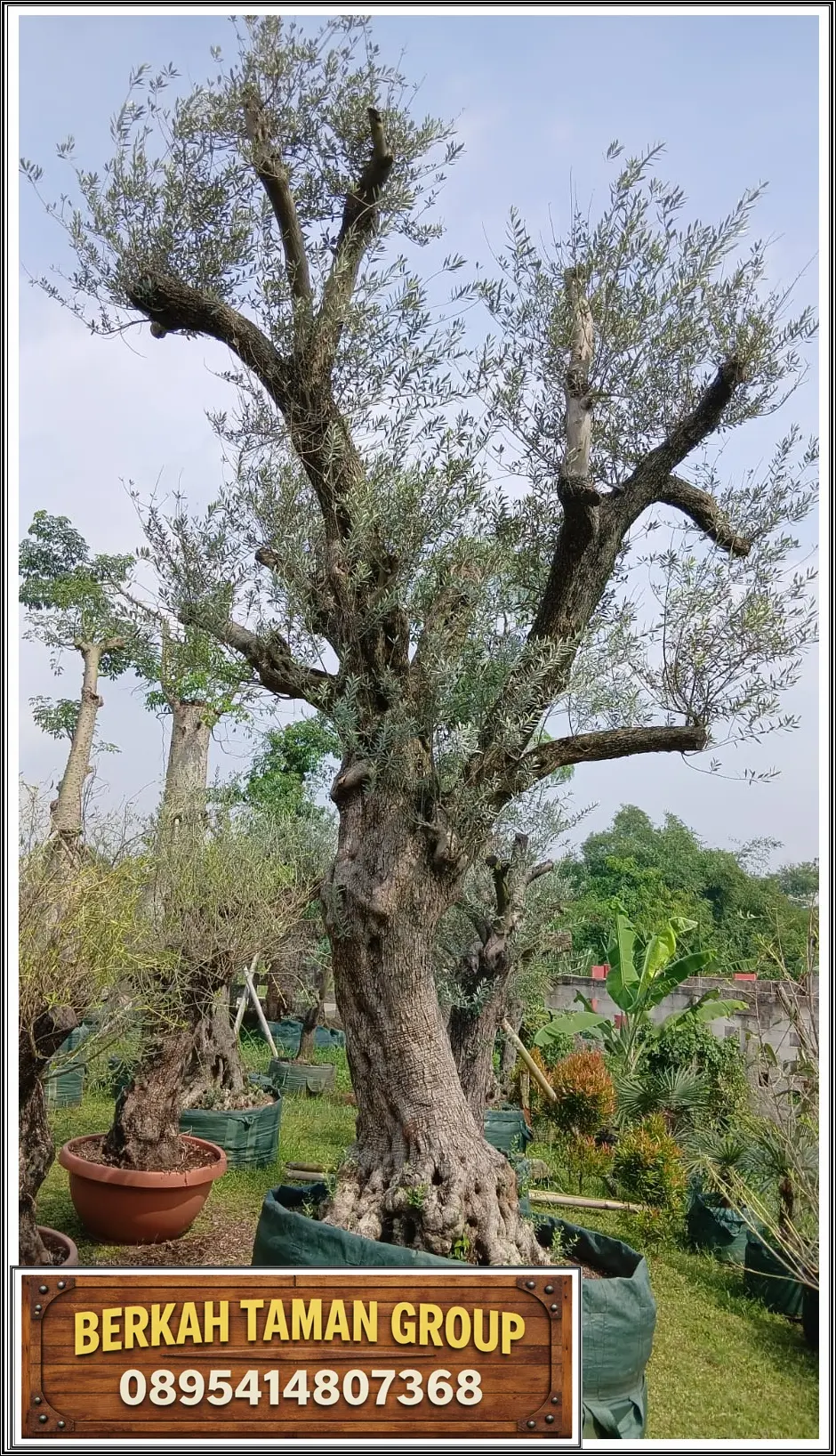 Batang Pohon Zaitun Fosil Premium
