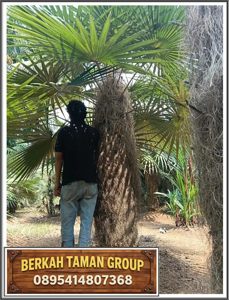 Pohon Palem Jenggot untuk Taman Landscape BERKAH TAMAN GROUP