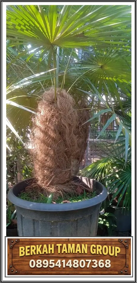 Jual Palem Jenggot Berkualitas BERKAH TAMAN GROUP