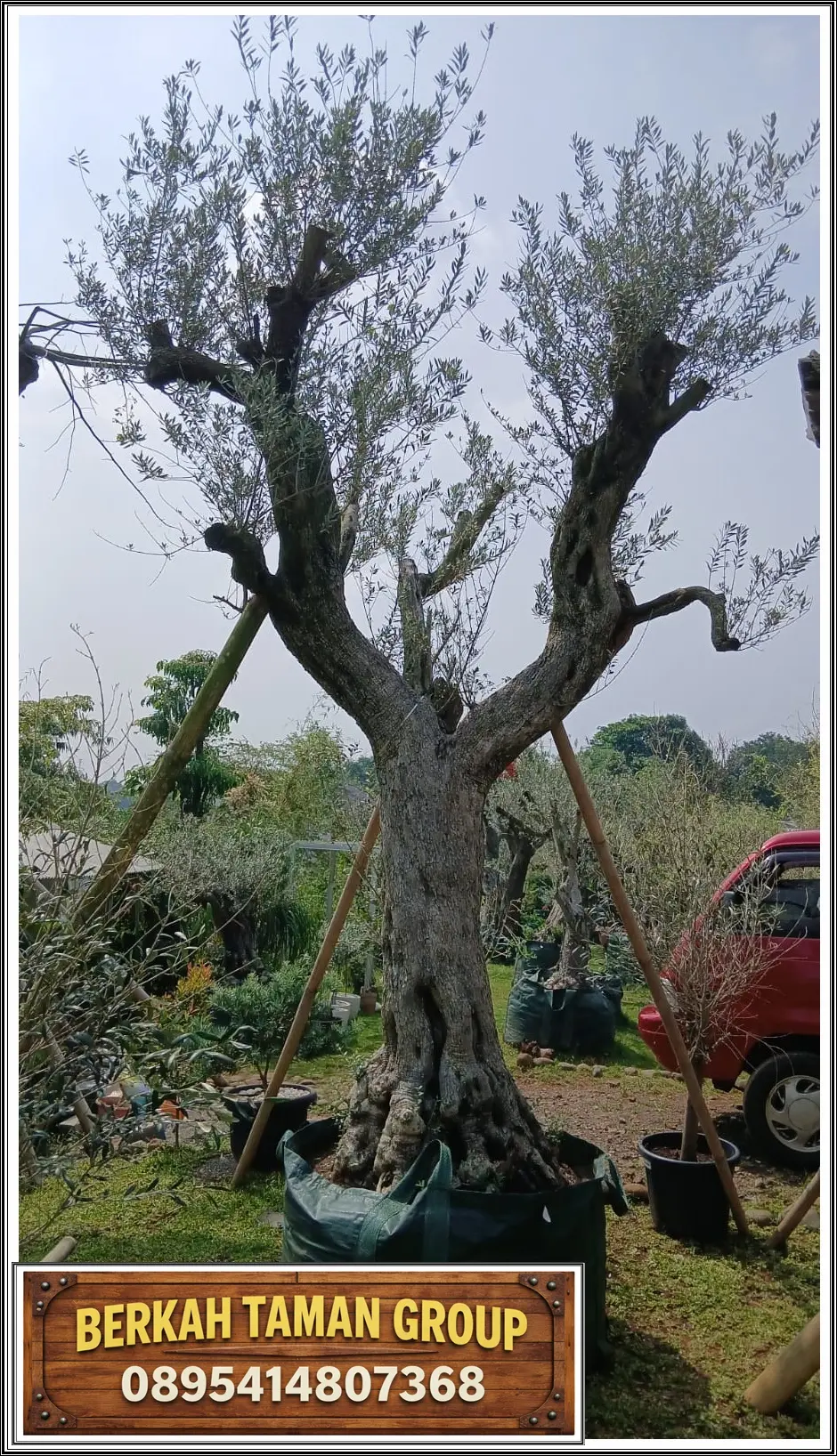 Pohon Zaitun Fosil untuk taman rumah bergaya Mediterania